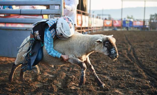 a child holds onto the back of a sheep at a rodeo