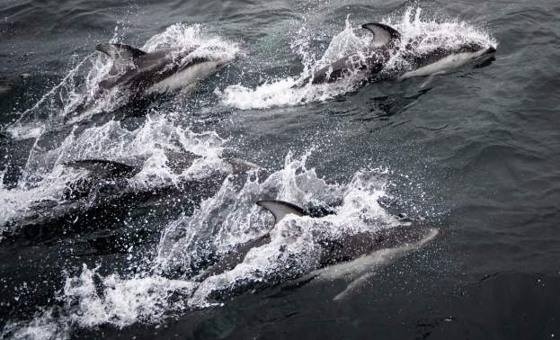 Whale Watching
