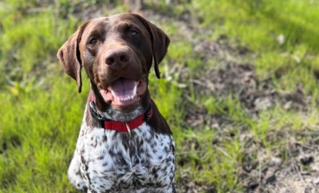Meet the Winery Dogs of Santa Clara Valley