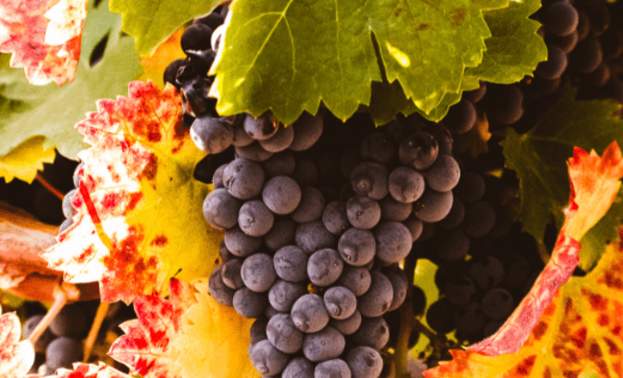 Historical Wineries in Gilroy - Solis Winery &amp; Guglielmo Winery