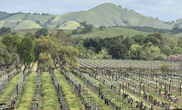 Besson Family Vineyards