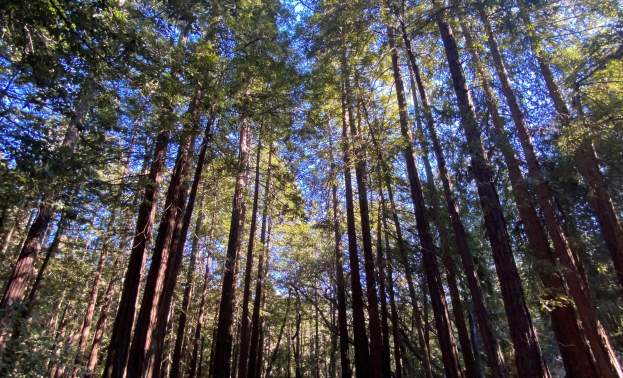 Mt Madonna County Park