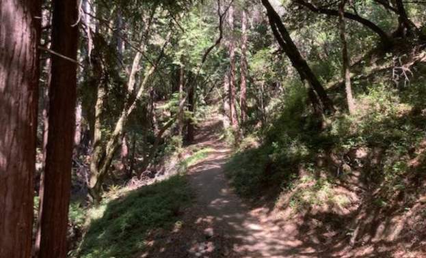 Tan Oak Trail, Upper Miller Trail, and Meadow Loop