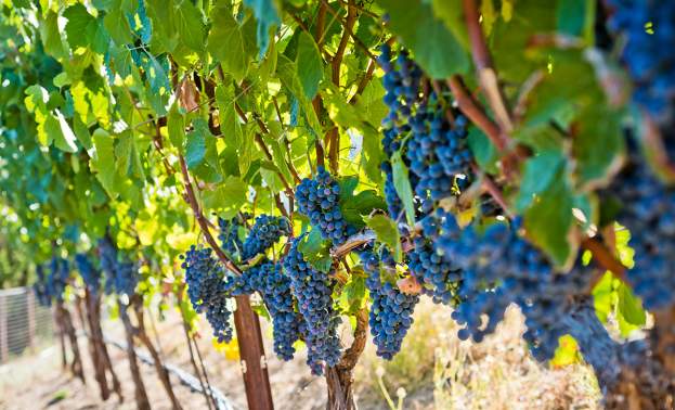 Alamitos Vineyards
