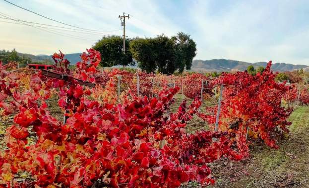Besson Family Vineyards