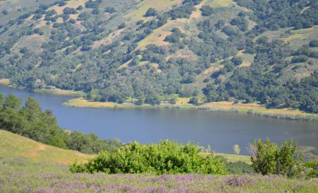Coyote Lake Harvey Bear Ranch
