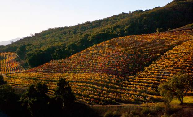 DeRose Wine