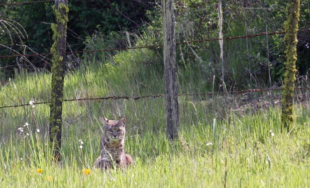 Burra Burra Peaks and Hersman Pond Loop at Henry W Coe. State Park