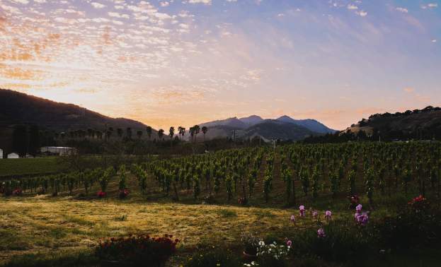 Kirigin Cellars