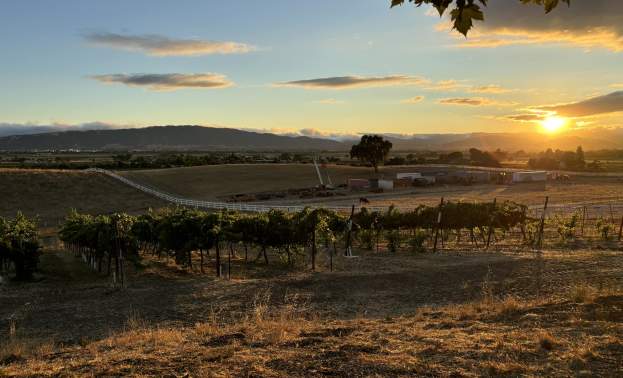 L & M Vineyard