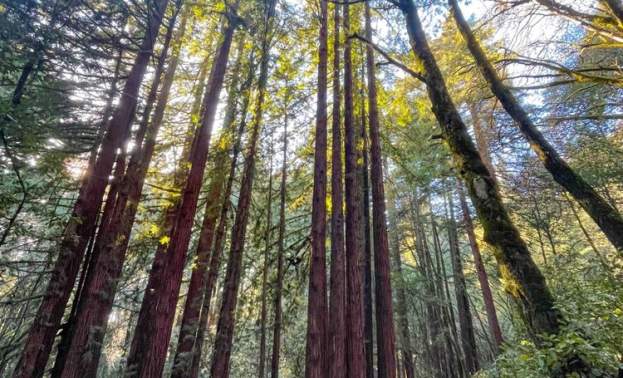 Ridge Trail, Camp Trail, Merry Go Round Loop