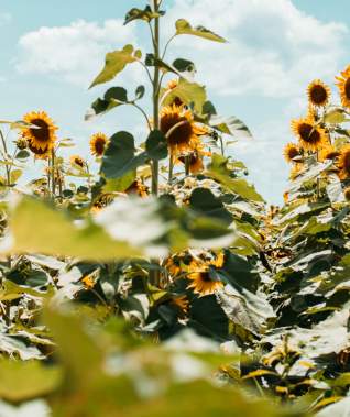 Sunflower Trail and Festival - Sunflower Field
