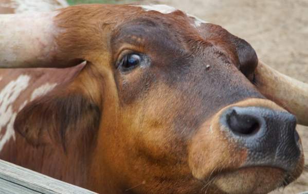 5 Ways to See the Fort Worth Herd