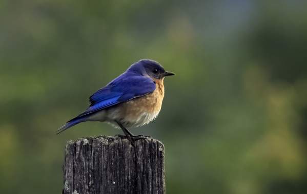 Your Guide to Birding in Gatlinburg