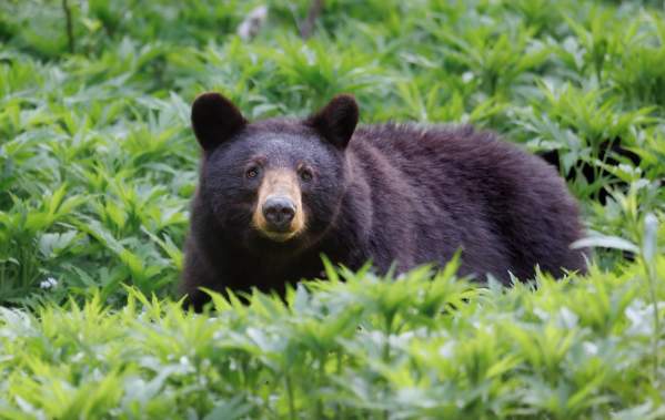 Vacationing In Bear Country? What To Know Before You Go