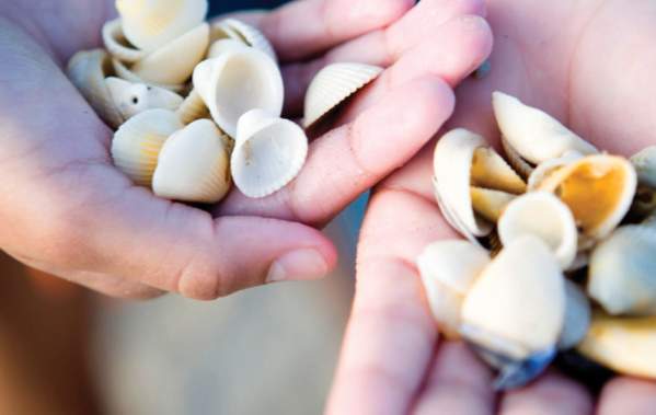 Child-Hands-with-Seashells