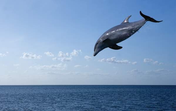 DOLPHIN