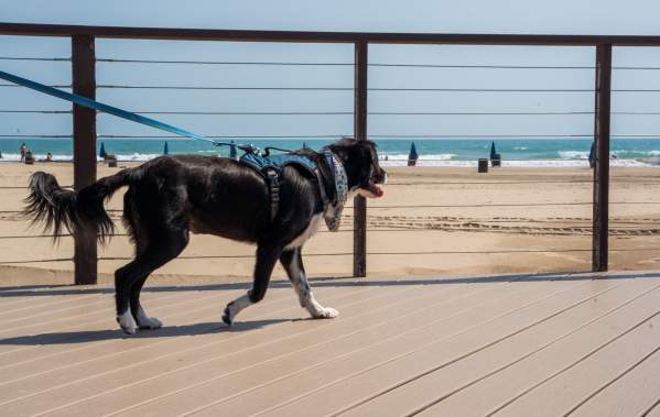 Black and white dog walking on beach boardwalk