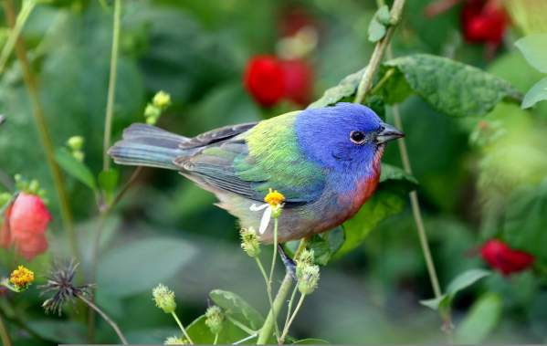 Painted Bunting Migratory Bird