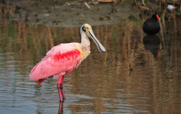Spoonbill