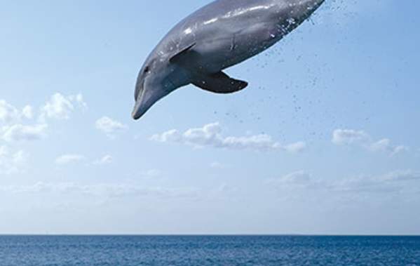 dolphin