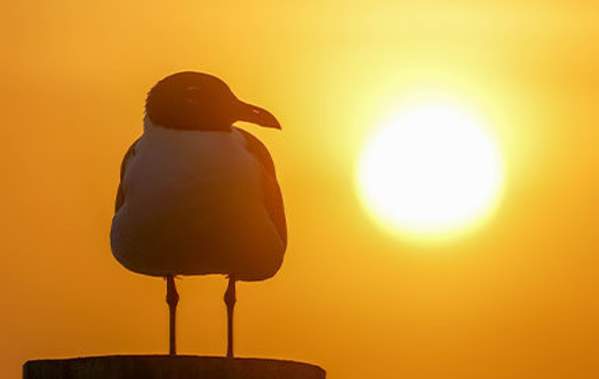 nature - bird