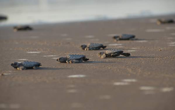 Saving Sea Turtles, One Nest at a Time: Nesting Season on South Padre Island