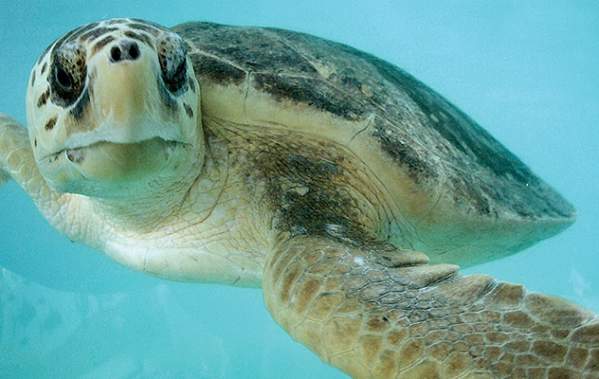 sea turtle