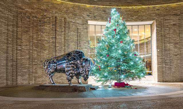 Buffalo in Downtown Grand Junction During the Holidays