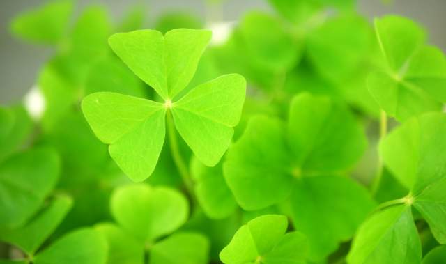Dave's Fresh Marketplace: Dave's Own Lucky Clover