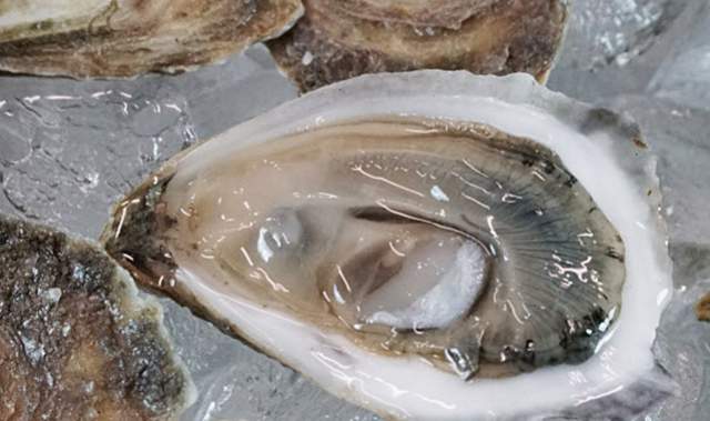 Celebrate National Oyster Day in Providence & Beyond