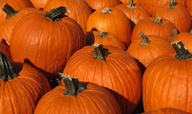 Explore Providence's Pumpkin Spice Scene