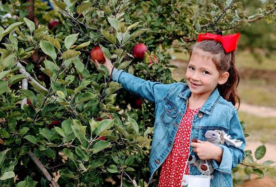 AppleFest @ Millstone Creek Orchards