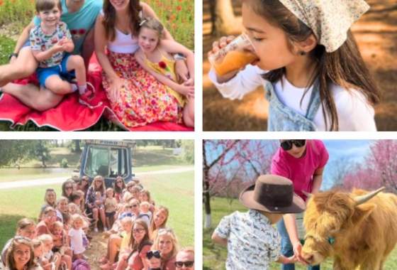 Baby Highland Cow Cuddles