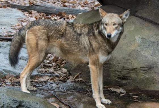 Deaf Awareness Day | North Carolina Zoo