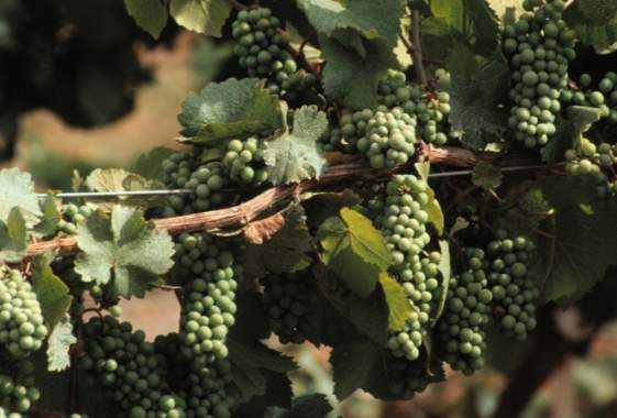 Pinot Grapes in the Vineyard