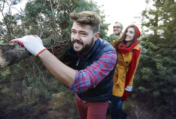 Want To Cut Your Own Tree For the Holiday?