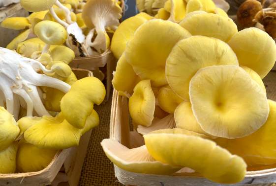 Oregon Mushroom Foraging