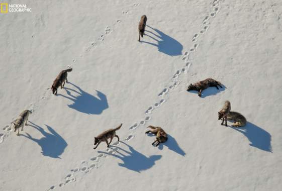 WOLVES: Photography by Ronan Donovan