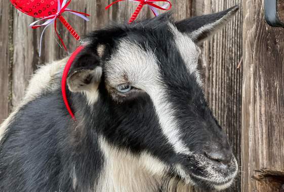 Valentine’s Goats & Glass Stained Glass Workshop & Goat Happy Hour