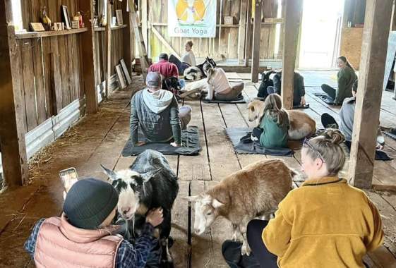 Sunday Funday Goat Yoga