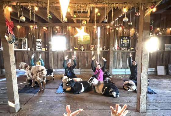 Fun Friday Goat Yoga Experience