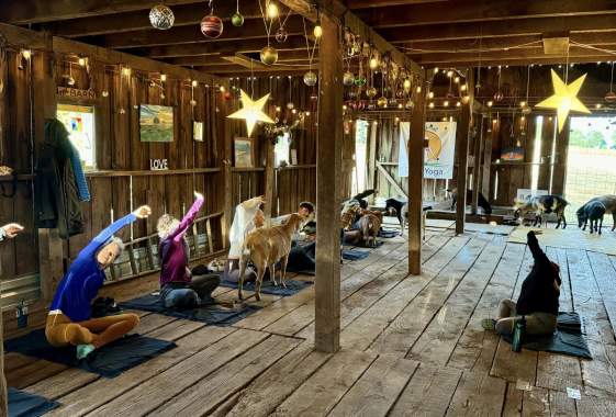 The Original Goat Yoga