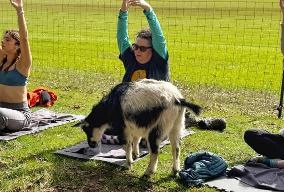 Puff & Peace Goat Yoga