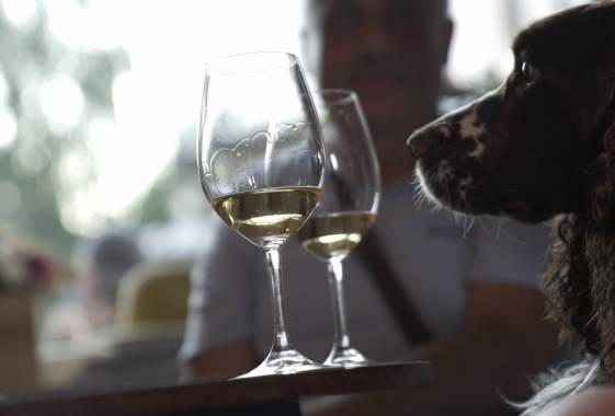 Dog Days at Silvan Ridge Winery