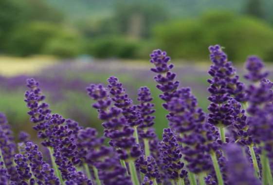 McKenzie River Lavender