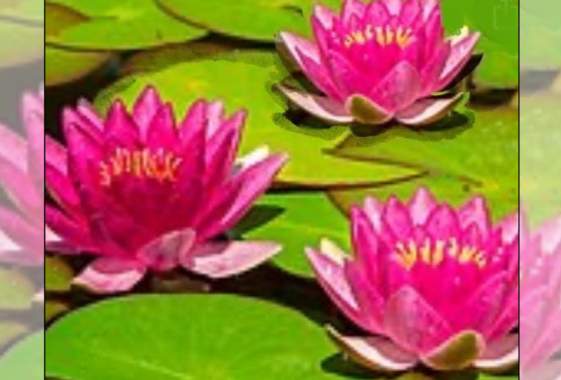 Paint & Sip: “Lotuses”