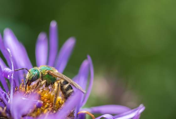 The Buzz About Bees Opening Night