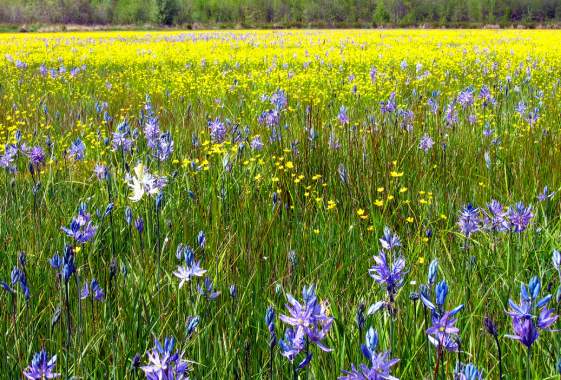 Mount Pisgah Wildflower & Music Festival