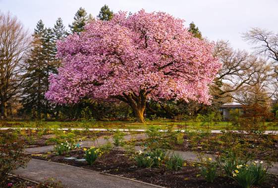 Willamette Rose: Urban Forest Bath & River Walk